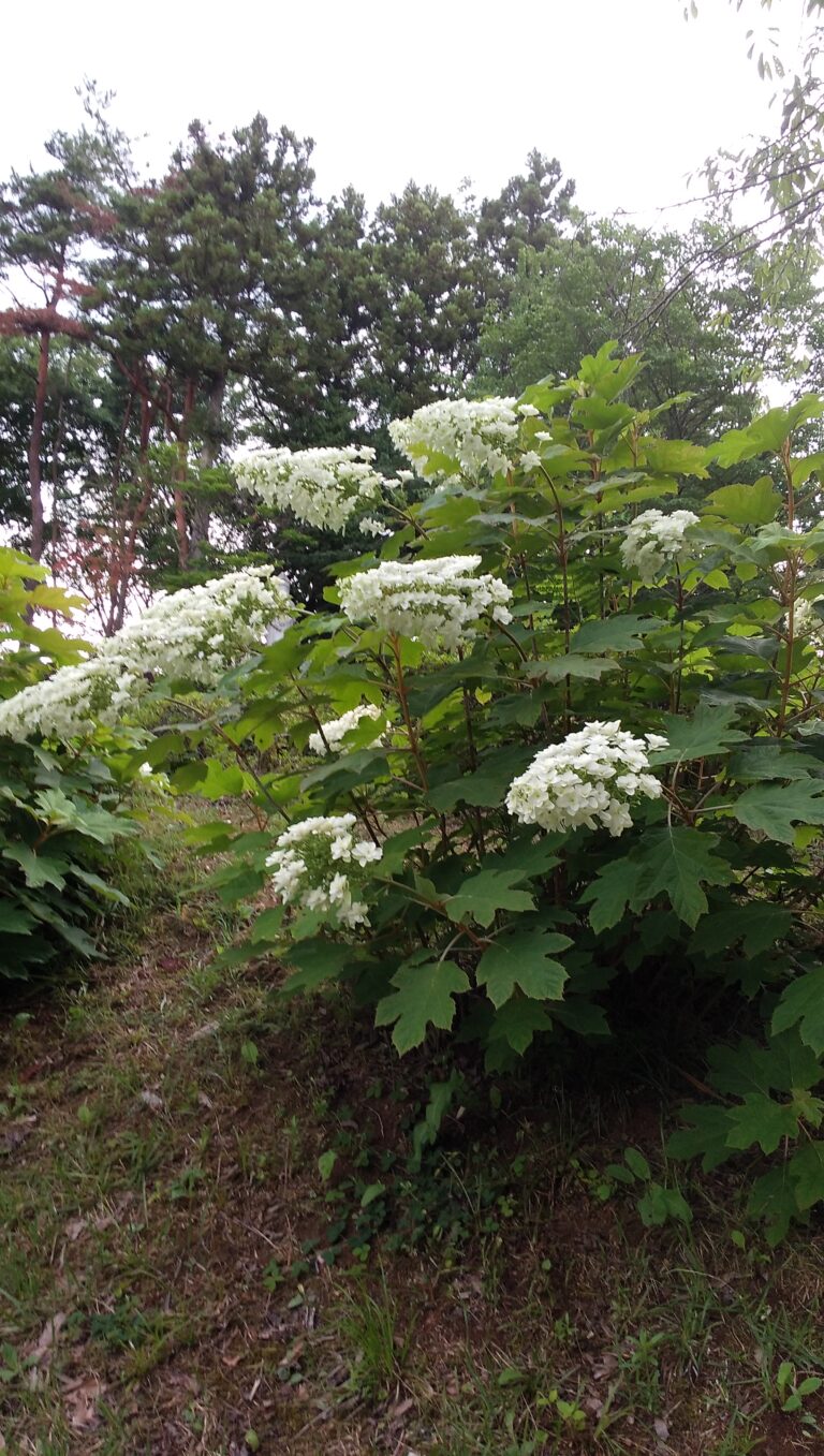 土合舘公園のアジサイ