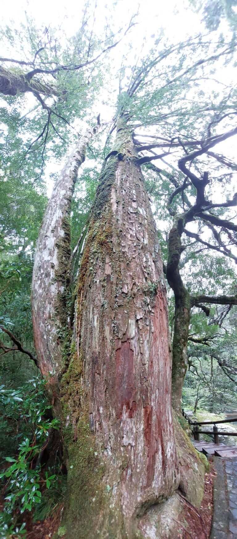 偉大な屋久杉